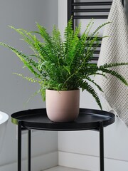 Beards & Daisies Pink Clay Boston Fern & Real Boston Fern Plant in Earthenware Pot - Image 1 of 4
