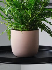 Beards & Daisies Pink Clay Boston Fern & Real Boston Fern Plant in Earthenware Pot - Image 4 of 4