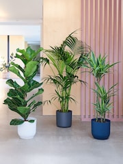 Beards & Daisies Green Real Tall Plants Bundle in Pots - Image 1 of 4