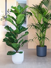 Beards & Daisies Green Real Tall Plants Bundle in Pots - Image 2 of 4