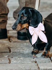 Velvet Embroidered Dog Bow by RUFF - Image 1 of 5