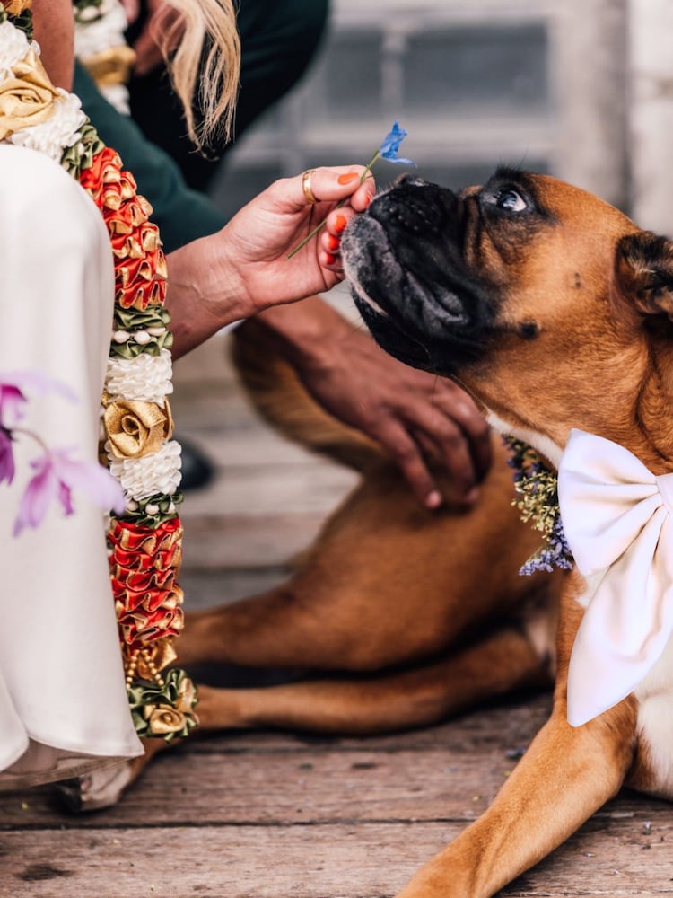 Velvet Embroidered Dog Bow by RUFF - Image 2 of 5