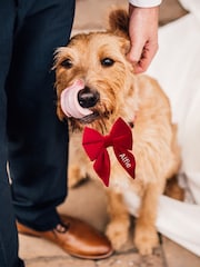 Velvet Embroidered Dog Bow by RUFF - Image 2 of 4
