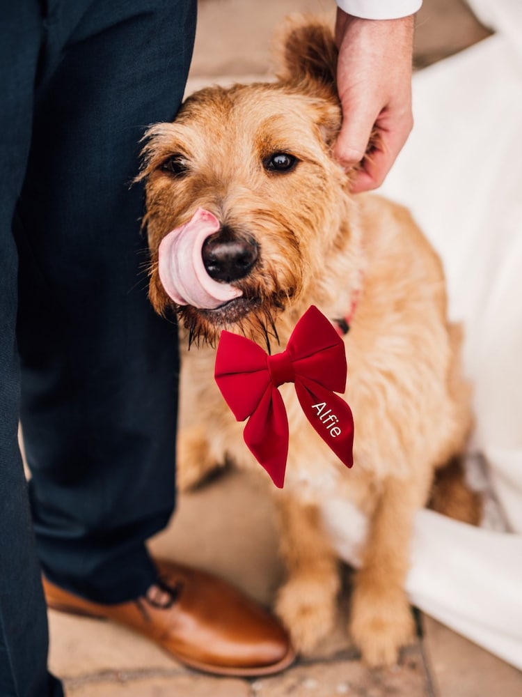 Velvet Embroidered Dog Bow by RUFF - Image 2 of 4