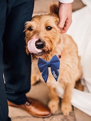 Velvet Embroidered Dog Bow by RUFF - Image 1 of 4
