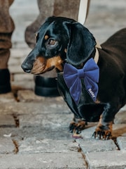 Velvet Embroidered Dog Bow by RUFF - Image 4 of 4