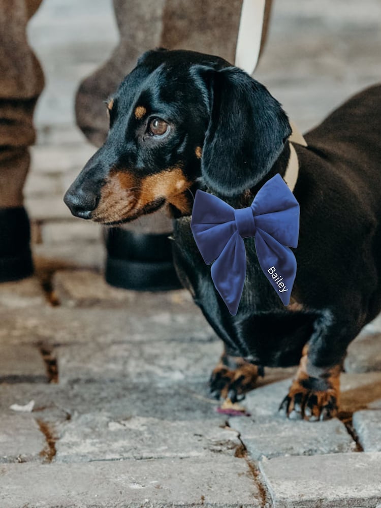 Velvet Embroidered Dog Bow by RUFF - Image 4 of 4