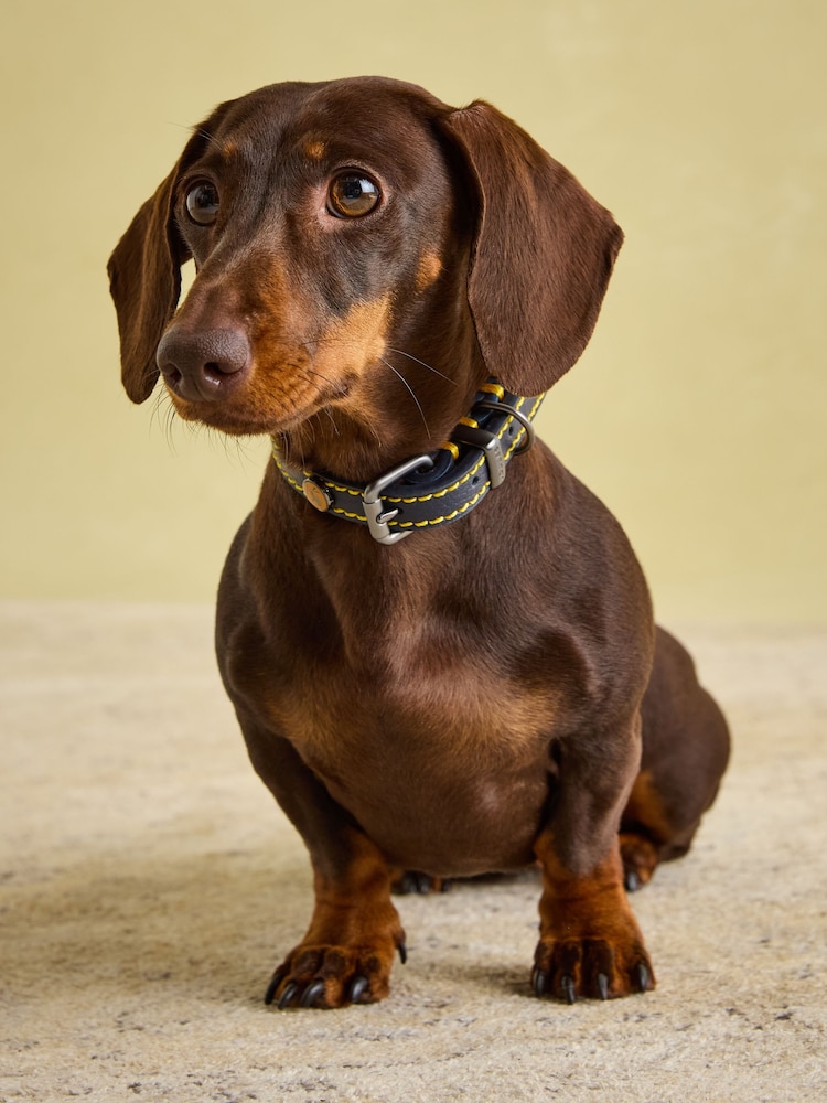 Joules Navy Blue Leather Dog Collar - Image 2 of 9 Joules Navy Blue Leather Dog Collar - Image 2 of 9