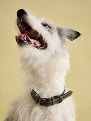 Joules Navy Blue Leather Dog Collar - Image 4 of 9