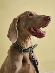 سلسلة كلب جلد من Joules - صورة 4 من 5