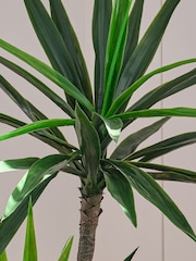 Beards & Daisies Green Artificial Yucca Plant - Image 3 of 4