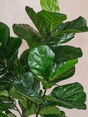 Beards & Daisies Green Artificial Fiddle Leaf Fig Tree - Image 4 of 4