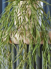 Beards & Daisies Green Artificial Hoya Linearis - Image 2 of 3