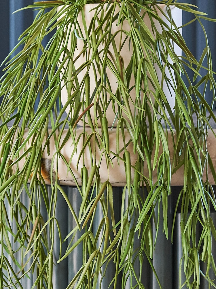 Beards & Daisies Green Artificial Hoya Linearis - Image 2 of 3