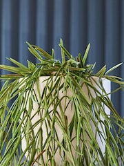 Beards & Daisies Green Artificial Hoya Linearis - Image 3 of 3