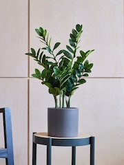 Beards & Daisies Green Artificial ZZ Plant - Image 1 of 3