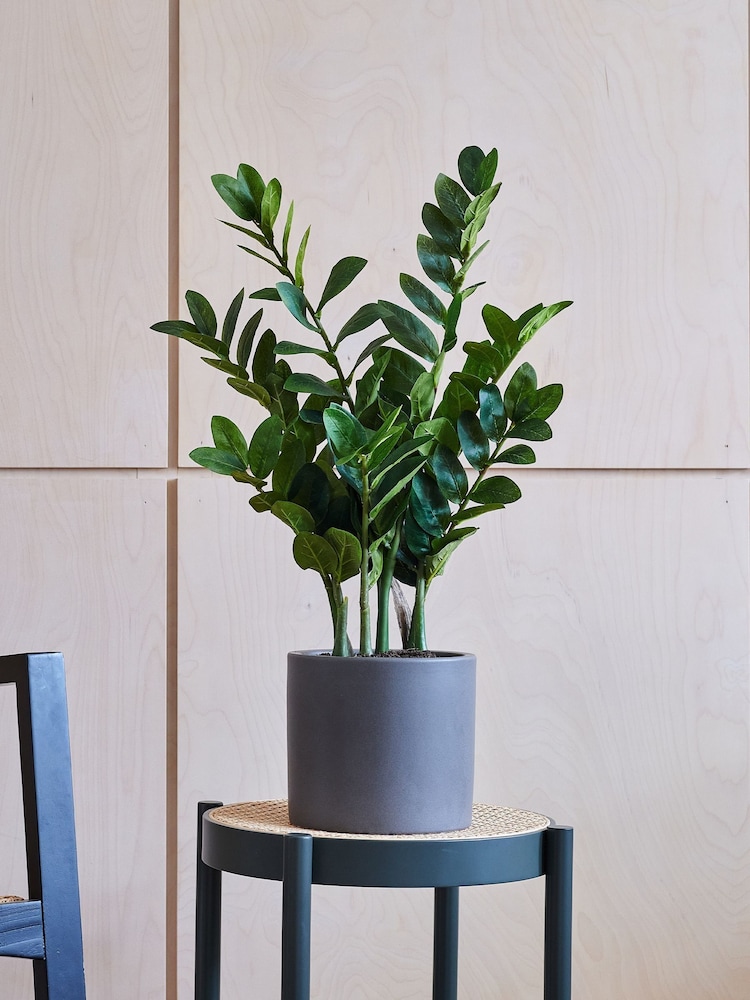 Beards & Daisies Green Artificial ZZ Plant - Image 1 of 3