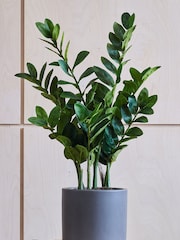 Beards & Daisies Green Artificial ZZ Plant - Image 2 of 3