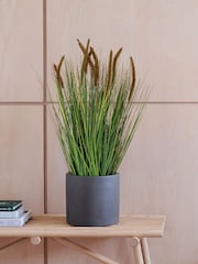 Beards & Daisies Green Artificial Pennisestum Grass Plant - Image 1 of 3