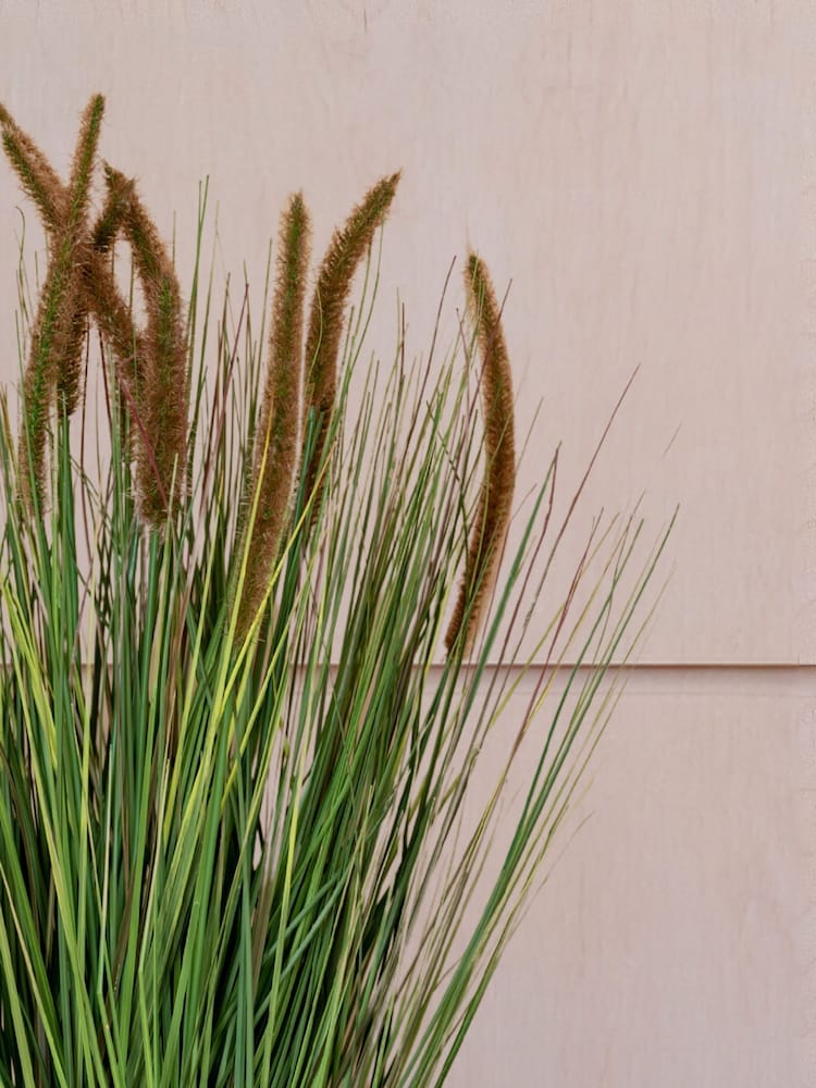 Beards & Daisies Green Artificial Pennisestum Grass Plant - Image 3 of 3