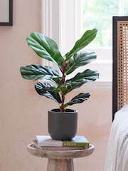 Beards & Daisies Green Artificial Fiddle Leaf Fig Plant - Image 1 of 3
