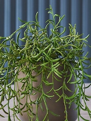 Beards & Daisies Green Artificial String Of Dolphins - Image 2 of 3