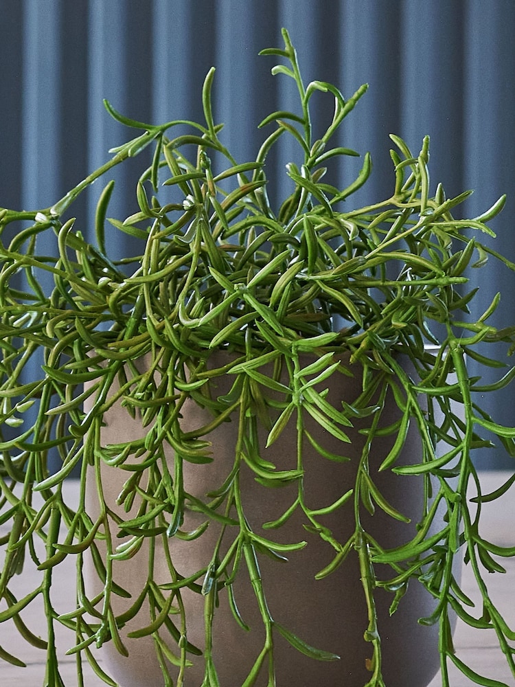 Beards & Daisies Green Artificial String Of Dolphins - Image 2 of 3