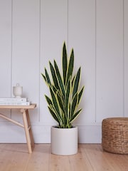 Beards & Daisies Green Artificial Snake Plant - Image 1 of 3