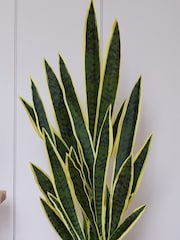 Beards & Daisies Green Artificial Snake Plant - Image 2 of 3