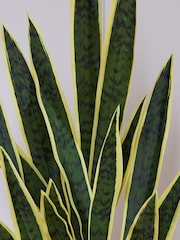 Beards & Daisies Green Artificial Snake Plant - Image 3 of 3