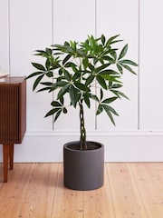 Beards & Daisies Green Artificial Money Tree - Image 1 of 3