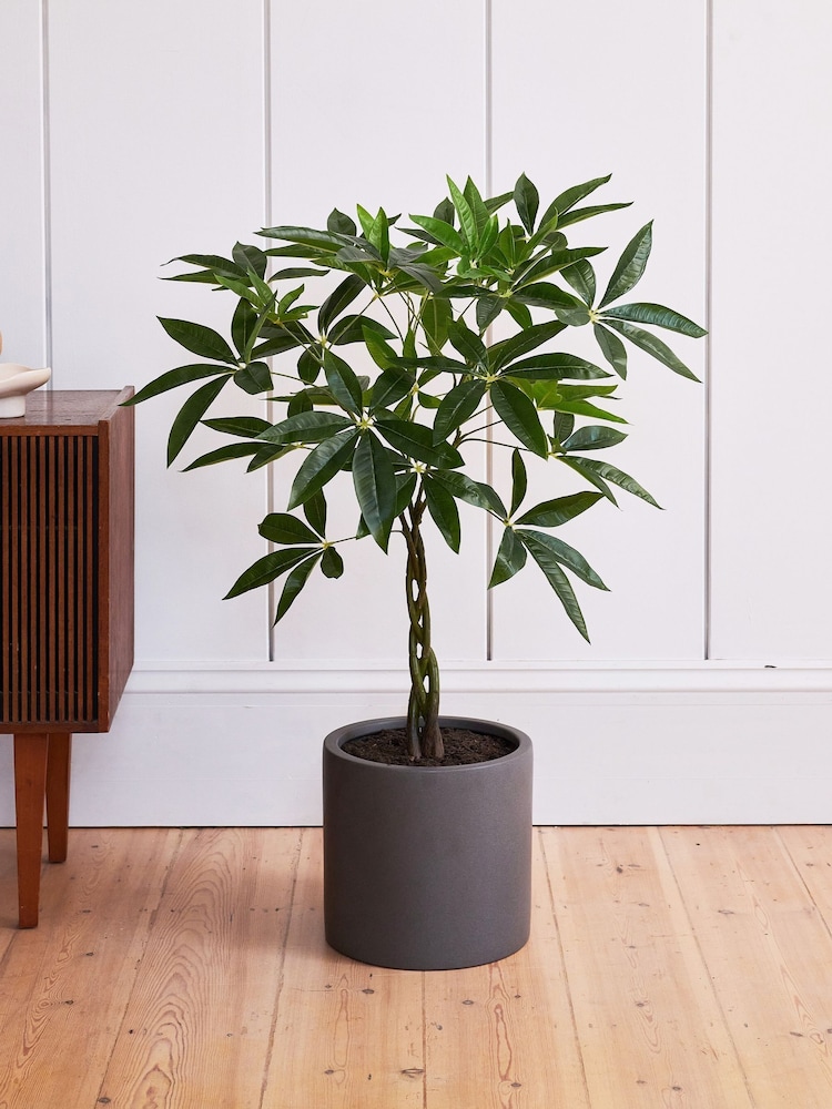 Beards & Daisies Green Artificial Money Tree - Image 1 of 3