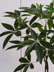 Beards & Daisies Green Artificial Money Tree - Image 3 of 3