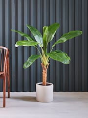 Beards & Daisies Green Artificial Banana Tree - Image 1 of 3