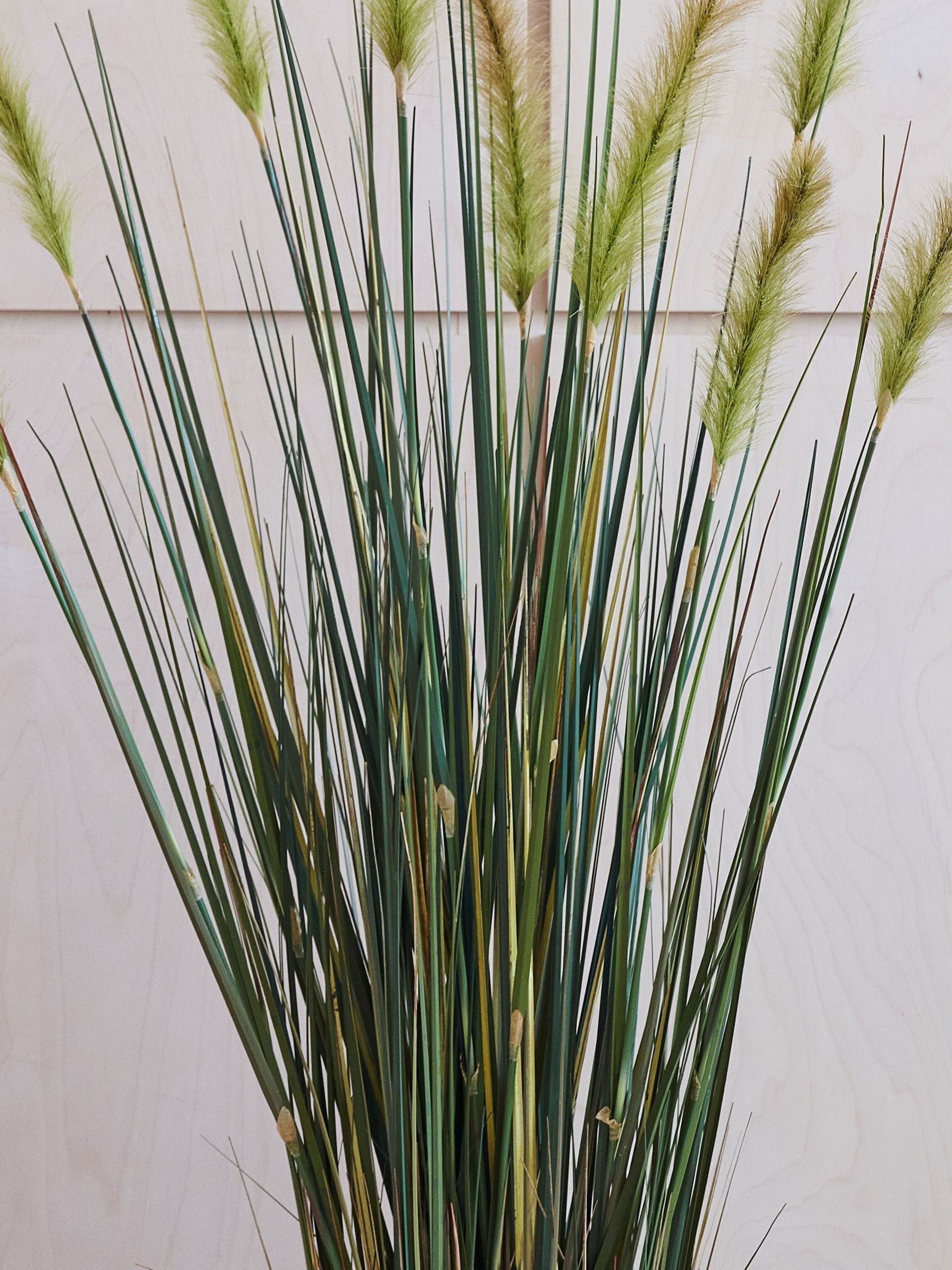 Buy Beards & Daisies Green Artificial Foxtail Grass from the Next