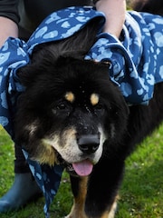 Dock & Bay K9 Camo Quick Dry Towel For Pets - Image 3 of 6