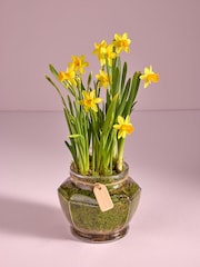 Yellow Daffodil Real Plant in Glass Vase - Image 1 of 4