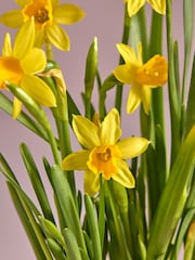 Yellow Daffodil Real Plant in Glass Vase - Image 2 of 4