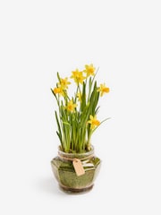 Yellow Daffodil Real Plant in Glass Vase - Image 3 of 4