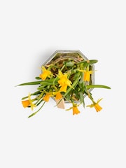 Yellow Daffodil Real Plant in Glass Vase - Image 4 of 4