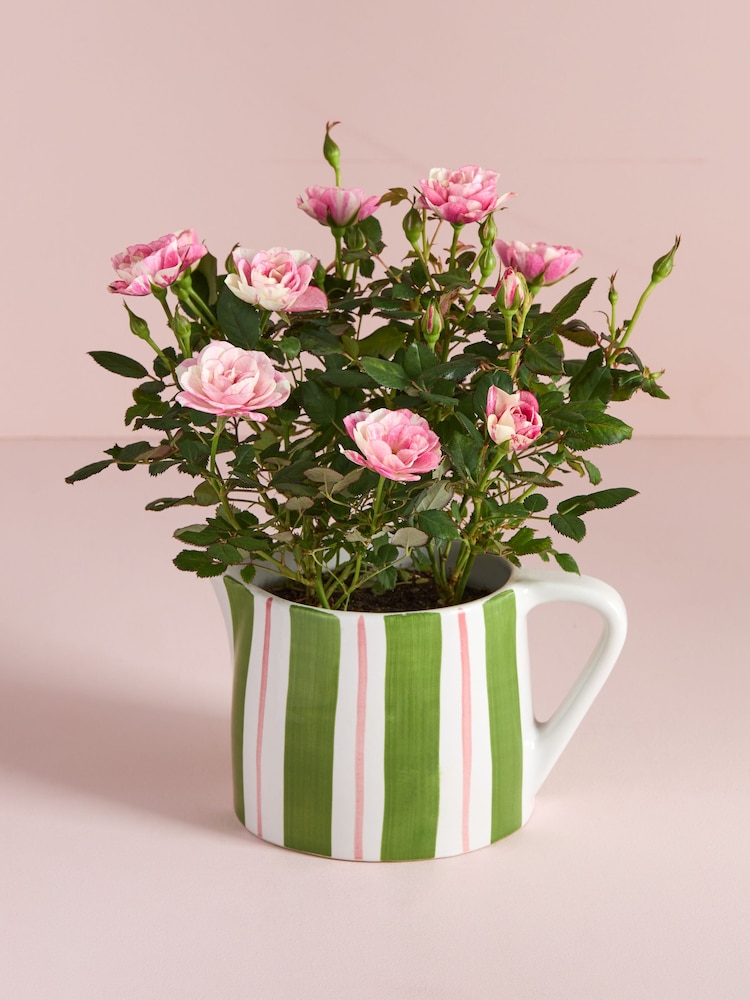 Pink Rose Real Plant in Ceramic Watering Can - Image 1 of 4
