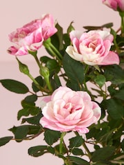 Pink Rose Real Plant in Ceramic Watering Can - Image 2 of 4