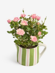 Pink Rose Real Plant in Ceramic Watering Can - Image 3 of 4