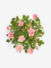Pink Rose Real Plant in Ceramic Watering Can - Image 4 of 4