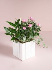 Pink Rose Real Plant in Trough - Image 1 of 4
