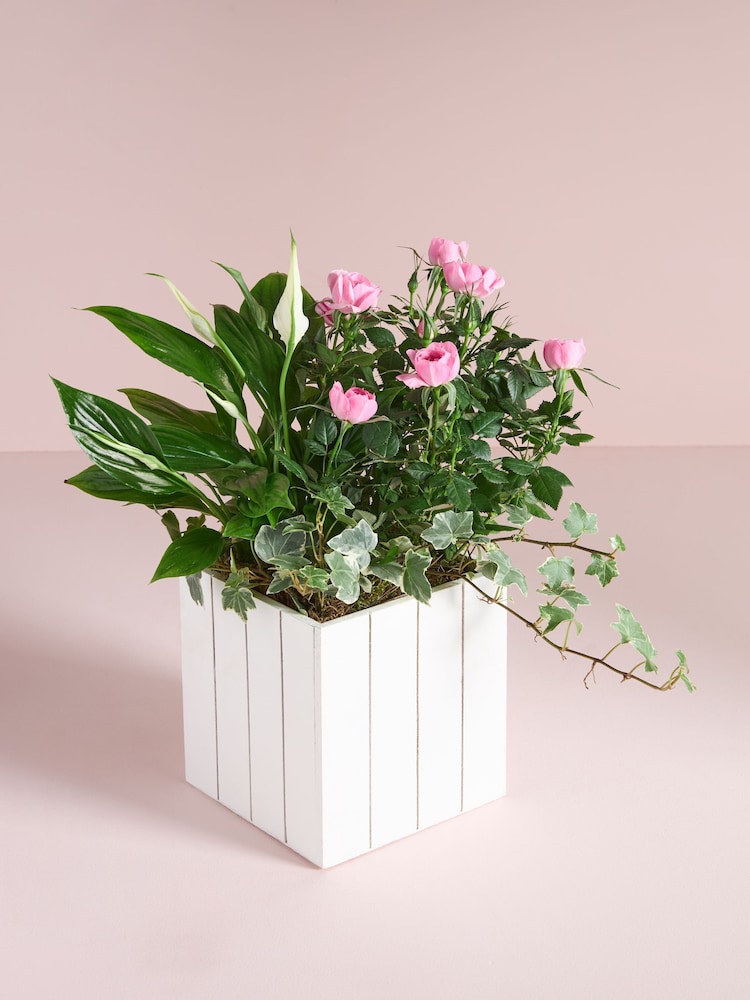 Pink Rose Real Plant in Trough - Image 1 of 4