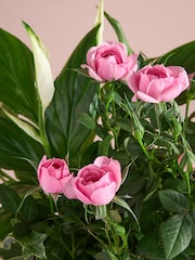 Pink Rose Real Plant in Trough - Image 2 of 4