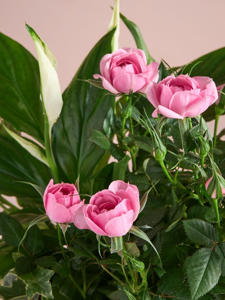 Pink Rose Real Plant in Trough - Image 2 of 4