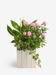 Pink Rose Real Plant in Trough - Image 3 of 4
