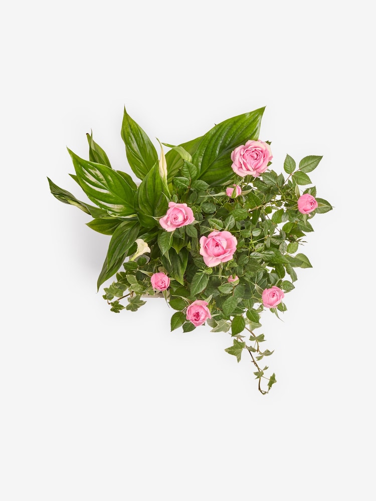 Pink Rose Real Plant in Trough - Image 4 of 4